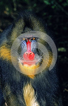 MANDRILL mandrillus sphinx