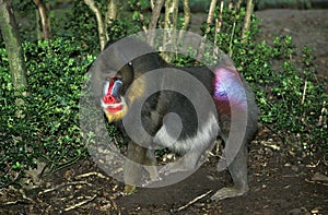 MANDRILL mandrillus sphinx