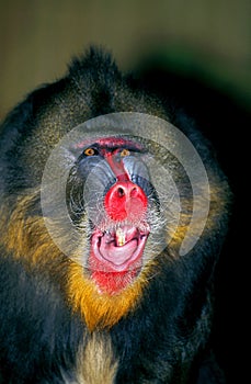 MANDRILL mandrillus sphinx