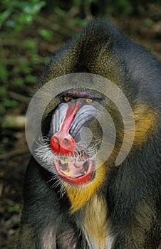 MANDRILL mandrillus sphinx