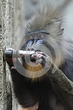 Mandrill Mandrillus sphinx