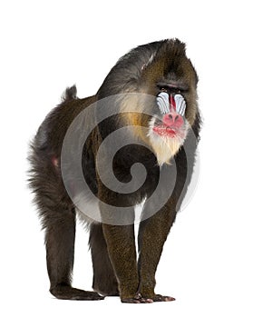 Mandrill, Mandrillus sphinx, 22 years old photo