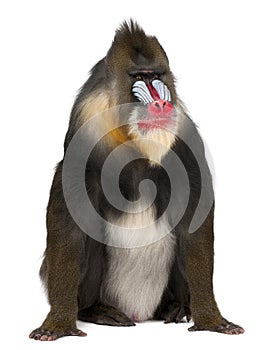 Mandrill, Mandrillus sphinx photo