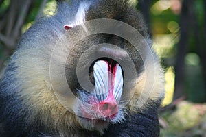 Mandrill (Mandrillus sphinx)