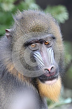 A mandrill (Mandrillus sphinx)