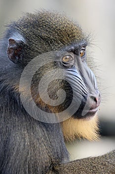 Mandrill (Mandrillus sphinx)