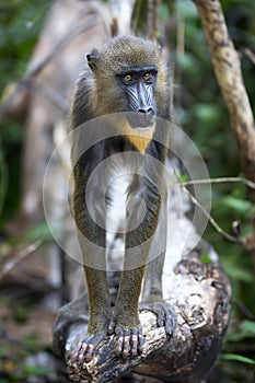 Mandrill (Mandrillus sphinx)