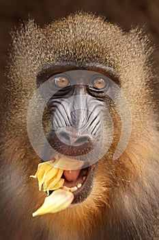 A mandrill (Mandrillus sphinx)