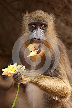 A mandrill (Mandrillus sphinx)