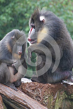 Mandrill - Mandrillus sphinx