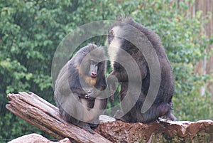 Mandrill - Mandrillus sphinx