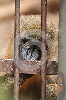 Mandrill (Mandrillus sphinx).