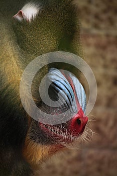 Mandrill (Mandrillus sphinx).