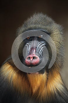 Mandrill (Mandrillus sphinx).