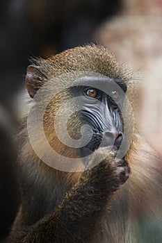 Mandrill (Mandrillus sphinx).