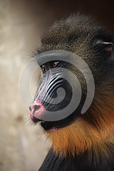 Mandrill (Mandrillus sphinx).