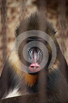 Mandrill (Mandrillus sphinx).