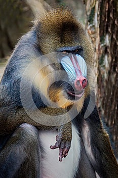 Mandrill Mandrillus sphinx