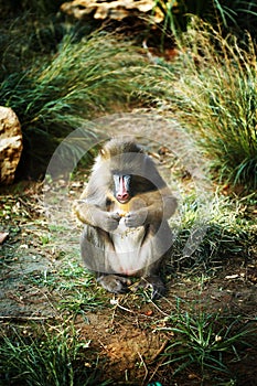 Mandrill (Mandrillus Sphinx) eating