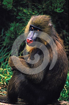 MANDRILL mandrillus sphinx, FEMALE SITTING ON GROUND