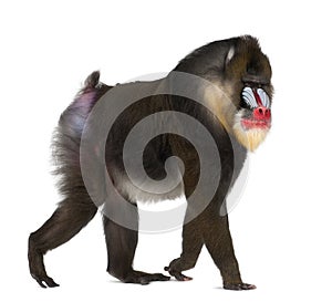 Mandrill Mandrillus sphinx isolated on white photo