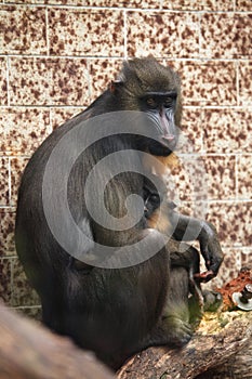 Mandrill (Mandrillus sphinx). photo