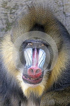 Mandrill Mandrillus sphinx looking at camera