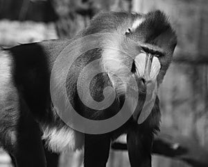 Mandrill Mandrillus sphinx looking towards the camera. is a primate of the Cercopithecidae family