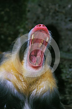 MANDRILL mandrillus sphinx, MALE YAWNING