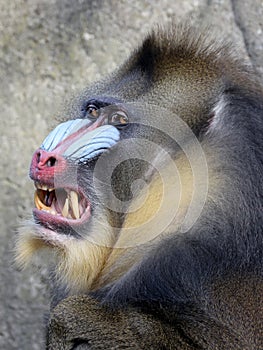 Mandrill Mandrillus sphinx