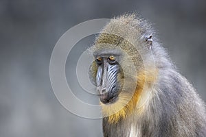 Mandrill Mandrillus sphinx monkey