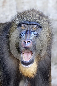 Mandrill Mandrillus sphinx monkey