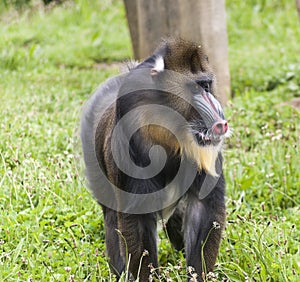Mandrill, Mandrillus sphinx, monkey