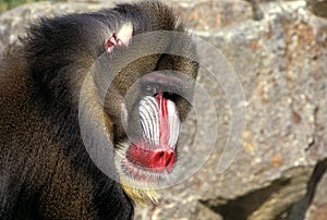 MANDRILL mandrillus sphinx, PORTRAIT OF MALE