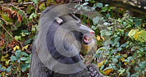 Mandrill, mandrillus sphinx, Portrait of Male