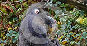 Mandrill, mandrillus sphinx, Portrait of Male