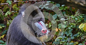 Mandrill, mandrillus sphinx, Portrait of Male