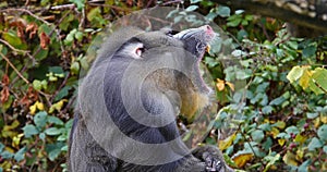 Mandrill, mandrillus sphinx, Portrait of Male Yawning