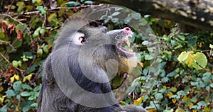 Mandrill, mandrillus sphinx, Portrait of Male Yawning