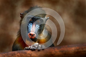 Mandrill, Mandrillus sphinx, primate monkey, sitting on tree branch in dark tropic forest. Animal in nature habitat, in forest. De photo