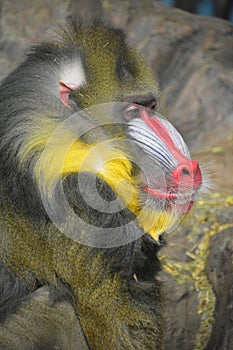 The mandrill