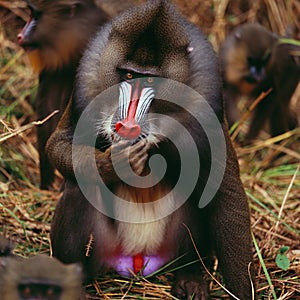 Mandrill