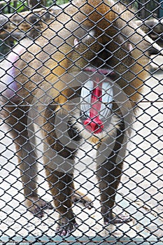 Mandrill monkey in cage at zoo