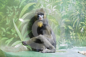 Mandrill monkey, female.