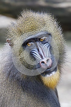 A mandrill monkey Mandrillus sphinx