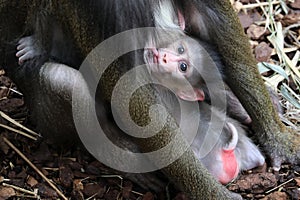 A mandrill monkey Mandrillus sphinx baby