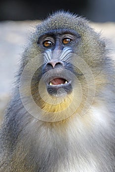 mandrill monkey Mandrillus Sphinx at habitat