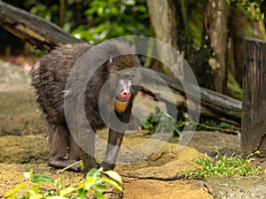 Mandrill monkey, Mandrillus sphinx, standing outdoors in a zoo