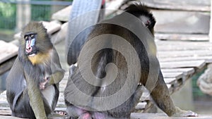 Mandrill monkey specie captive in a zoo video footage