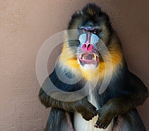 Mandrill photo